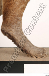 Leg Cat Animal photo references
